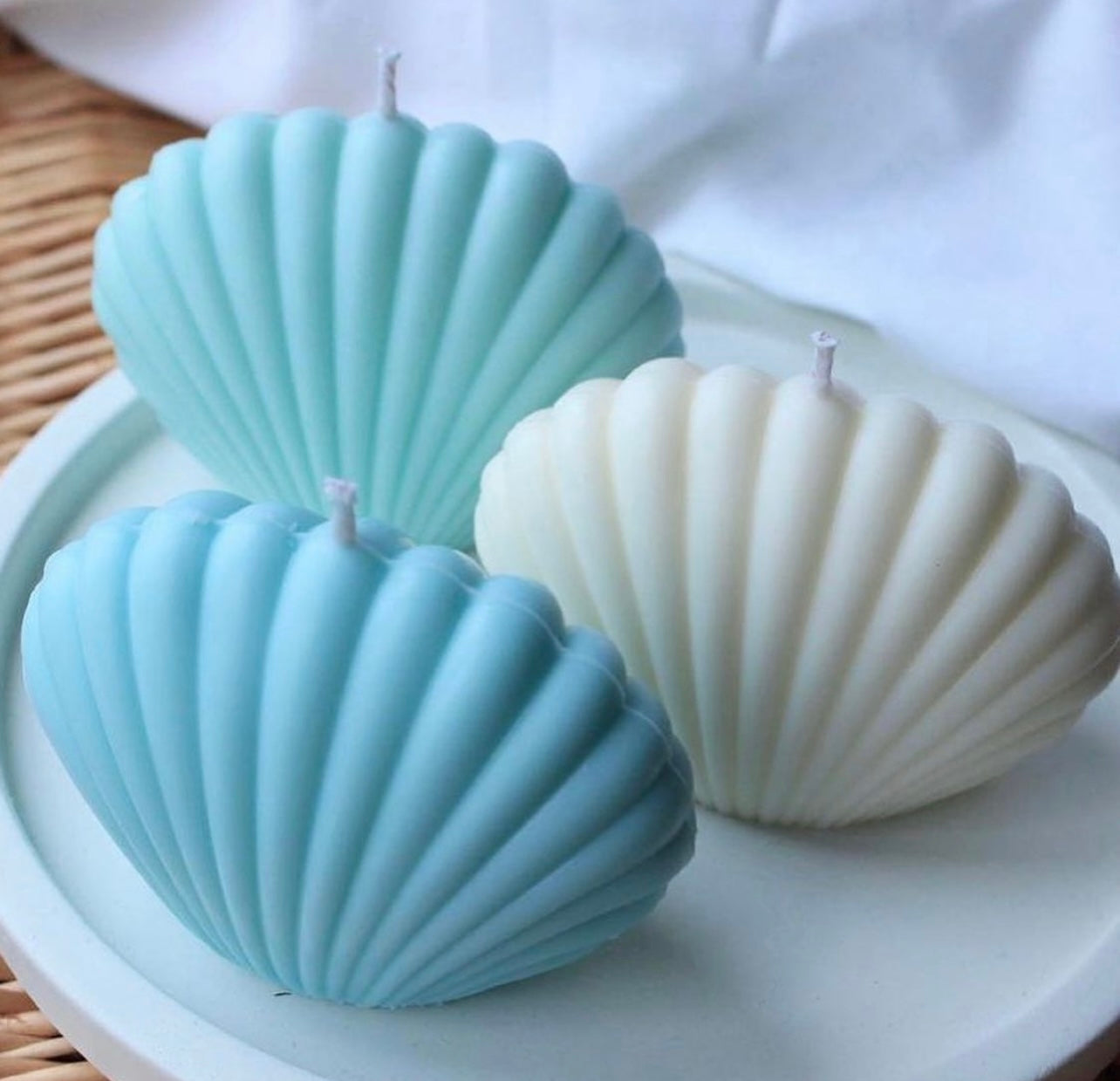 Sea Shell